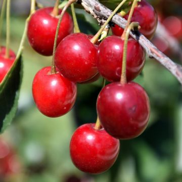 Prunus, Cherry 'Northstar'