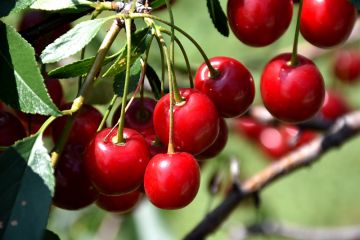 Prunus, Cherry 'Mesabi'