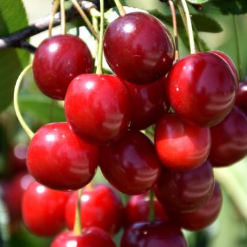 Prunus, Cherry 'Sweet Cherry Pie™'