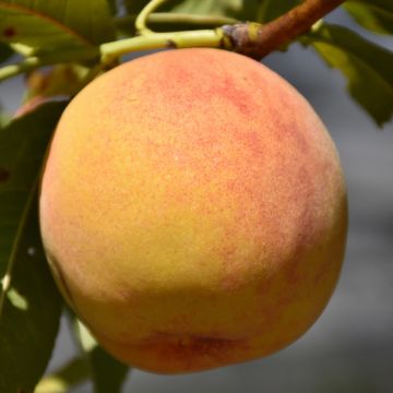 Prunus, Freestone Peach 'Reliance'