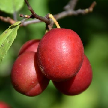 Prunus, Plum 'Toka'