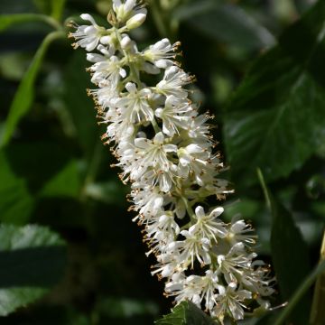 Clethera, Summersweet 'Vanilla Spice®'