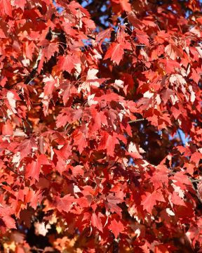 Acer, Freeman Maple 'First Editions® Matador™'