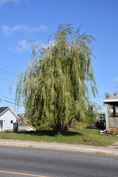 Salix, Weeping Willow 'Prairie Cascade'