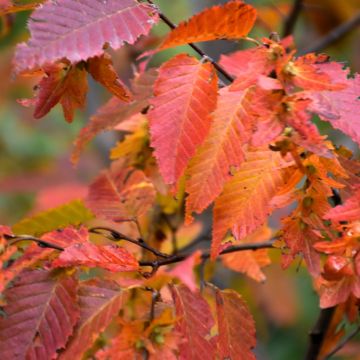 Carpinus, Blue Beech 'Firespire®' (Large)