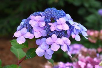 Hydrangea, Bigleaf 'Endless Summer® Twist-N-Shout™'