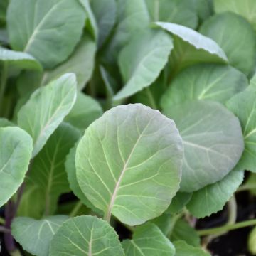 Brassica, Collard Greens