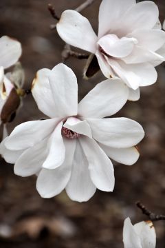 Magnolia, Loebner Magnolia 'Merrill'