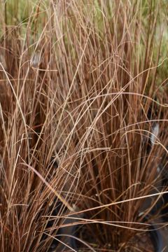 Carex Buchananii 'Red Rooster'