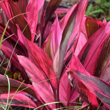 Cordyline Fruticosa 'Red Sister'