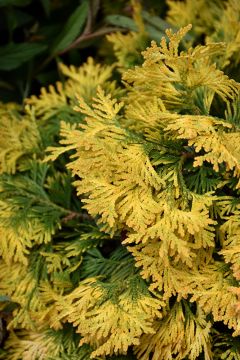 Thuja, Arborvitae 'Sunkist'