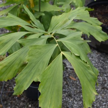 Caryota Mitis 'Fishtail Palm'