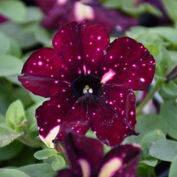 Petunia, Headliner™ 'Starry Sky Burgundy'