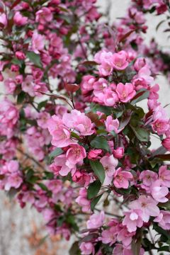 Malus, Flowering Crabapple 'First Editions® Gladiator™'