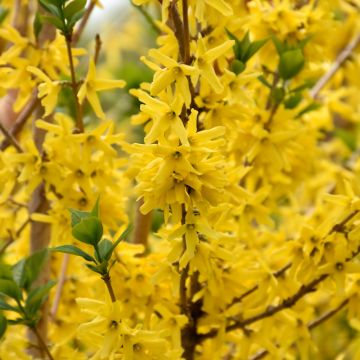 Forsythia, 'Gold Cluster™'