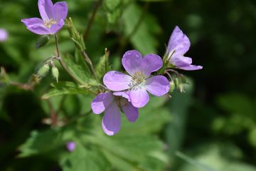 Geranium, Wild Cranesbill 'Minnesota Native'