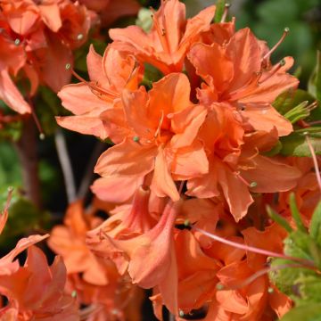 Rhododendron, Azalea 'Mandarin Lights'