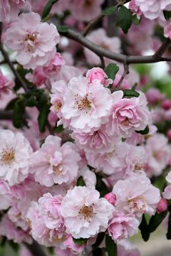 Malus, Flowering Crabapple 'Prairie Rose'