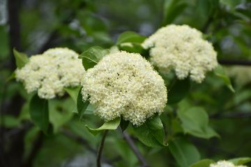 Viburnum, Nannyberry Tree