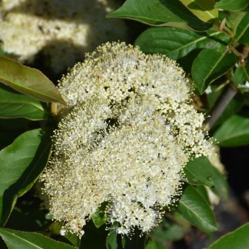 Viburnum, Cassinoides 'Lil’ Ditty®'