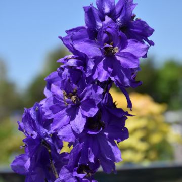 Delphinium, Candle Larkspur Magic Fountains 'Dark Blue'