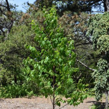 Betula, Paper Birch 'Renaissance Oasis®'