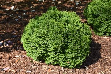 Thuja, Arborvitae 'Tator Tot®'