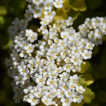 Spiraea, Birchleaf Spirea 'Glow Girl®'