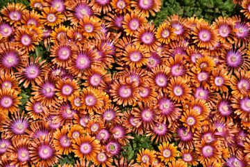 Delosperma, Ice Plant 'Fire Spinner®'