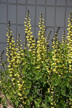 Baptisia, Hybrid False Indigo 'American Goldfinch'