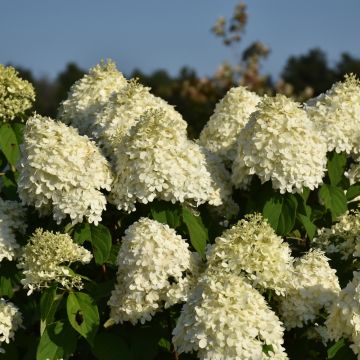 Hydrangea, Panicle 'Limelight'