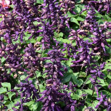 Salvia, Vista™ 'Purple'
