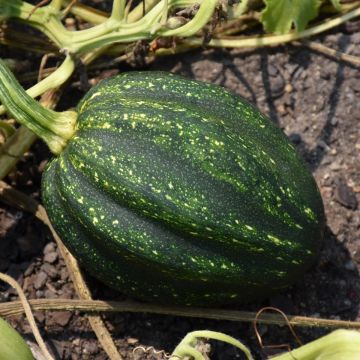 Cucurbita, Winter Squash 'Acorn'