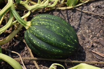 Cucurbita, Winter Squash 'Acorn'