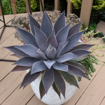 Mangave, Art & Sol® 'Lavender Lady'