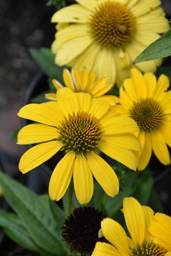 Echinacea, Coneflower 'Sombrero® Lemon Yellow'