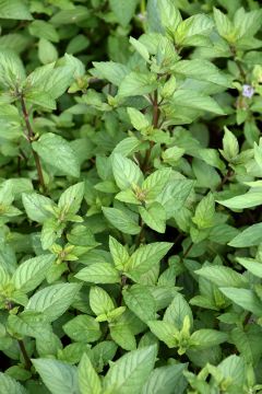 Mint, Chocolate (Herb)