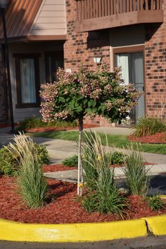 Hydrangea Tree, Panicle 'Quick Fire®'