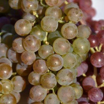 Vitis, White Grape 'Itasca'