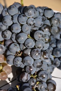 Vitis, White Grape 'Frontenac Gris'