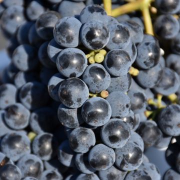Vitis, Red Grape 'Marquette'