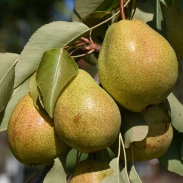 Pyrus, Common Pear 'Luscious'