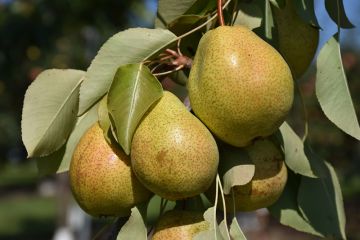 Pyrus, Pear 'Luscious'