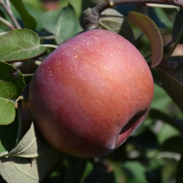 Malus, Fruiting Apple 'SnowSweet®'