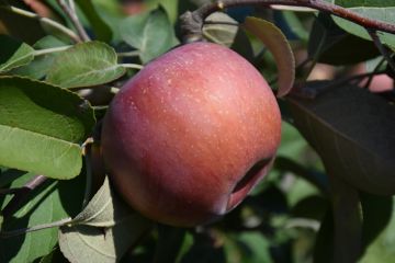 Malus, Fruiting Apple 'SnowSweet®'