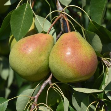 Pyrus, Common Pear 'Parker'