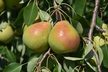 Pyrus, Pear 'Parker'