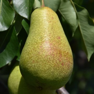 Pyrus, Ussurian Pear 'Patten'