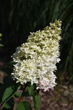 Hydrangea Tree, Panicle 'First Editions® Berry White®'