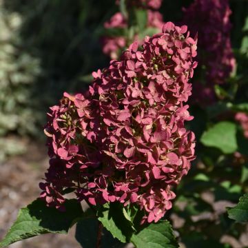 Hydrangea, Panicle 'First Editions® Berry White®' - Bare Root